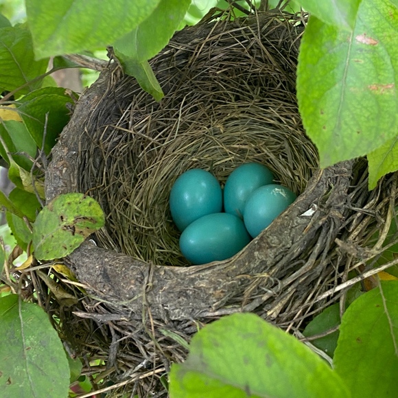 Meet your Posher - Picture 1 of 1